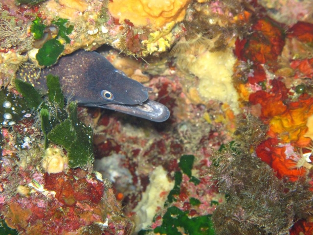  礼物背景甜蜜表演 